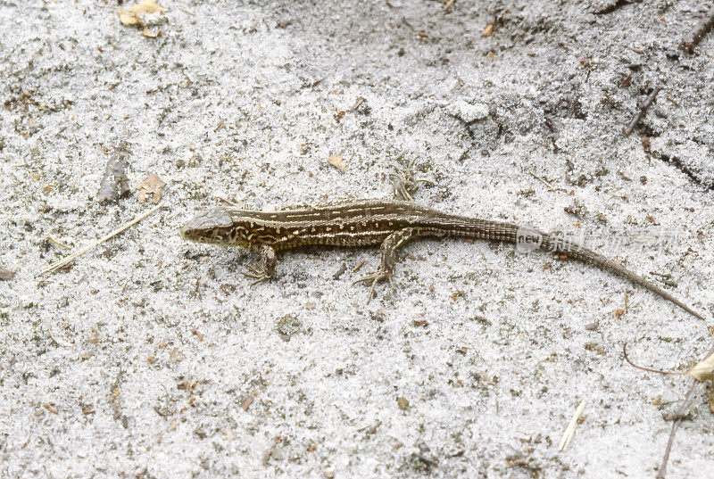 沙蜥蜴(Lacerta agilis)幼